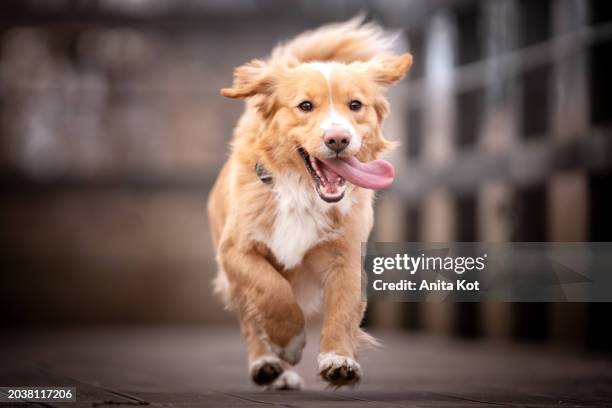 a happy dog is running on a walk - mixed breed dog stock pictures, royalty-free photos & images