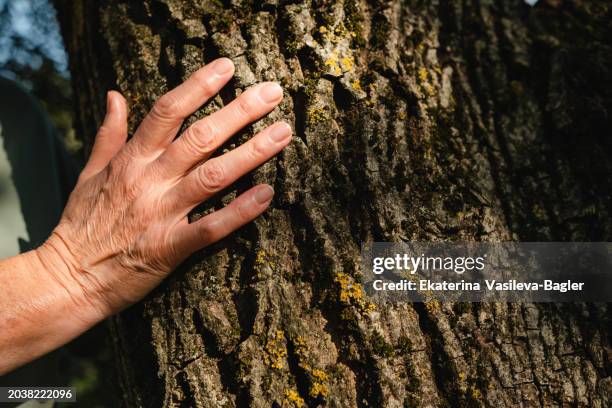 Woman Hand Tree 3,327 Hands Tree Trunk Stock Photos, High-Res Pictures, and Images ...