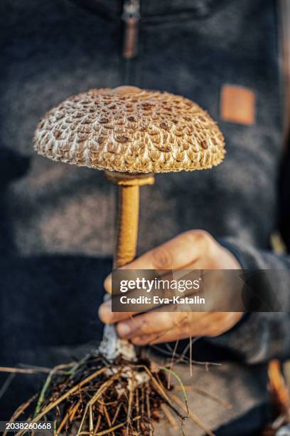 autumn mood - mycology stock pictures, royalty-free photos & images