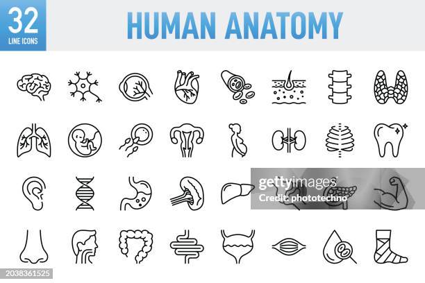 ilustrações de stock, clip art, desenhos animados e ícones de human anatomy - thin line vector icon set. pixel perfect. for mobile and web. the set contains icons: internal organ, human internal organ, healthcare and medicine, anatomy, lung, heart - internal organ, the human body, liver - organ, stomach, muscle - rim órgão interno