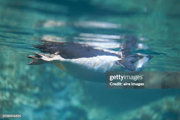 rear view of a penguin swimming under the water of an aquarium moving its legs in reflection. - madrid zoo aquarium stock pictures, royalty-free photos & images
