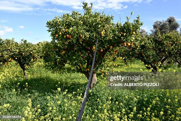 Picture shows an orange grove with an irrigation system, on February 26, 2024 in Lentini, Sicily. Fruits on the trees are much smaller than usual due...