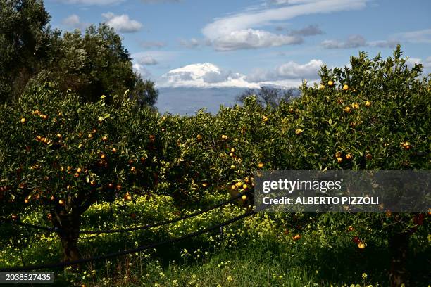 Picture shows an orange grove with an irrigation system, on February 26, 2024 in Lentini, Sicily with the Mount Etna volcano in the background....