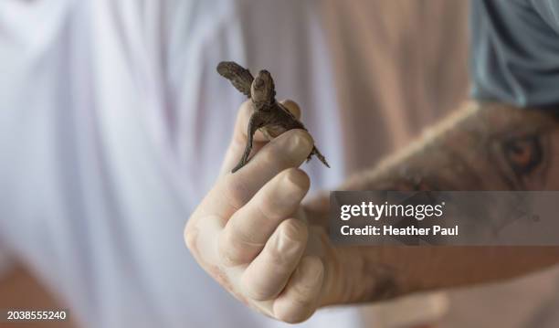 volunteer examining a newly hatched pacific olive ridley turtle before it is released into the ocean - guerrero stock pictures, royalty-free photos & images