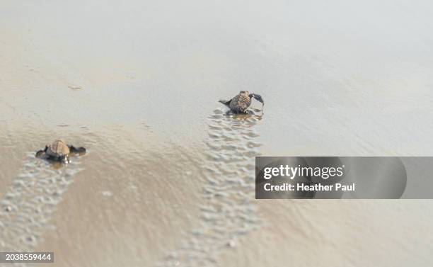 100 Heather Hatch Stock Photos, High-Res Pictures, and Images - Getty ...