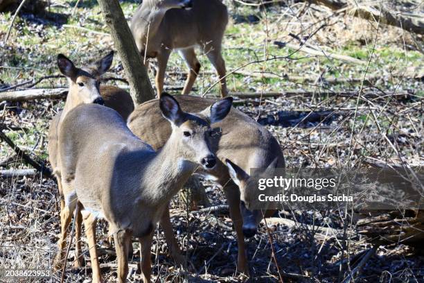 young white tail deer family - desporto com animal imagens e fotografias de stock
