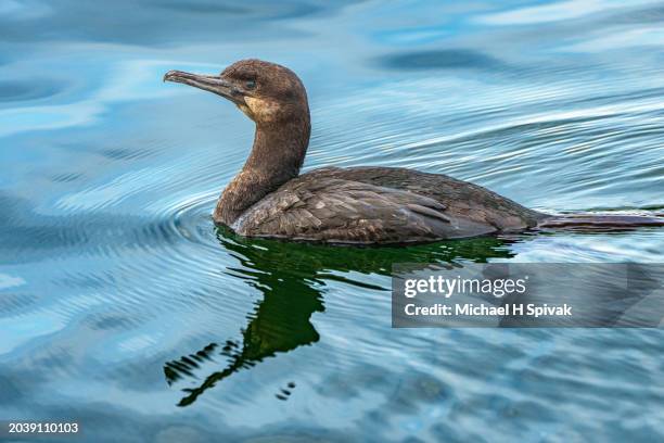 brandt's cormorant - brandt stock pictures, royalty-free photos & images