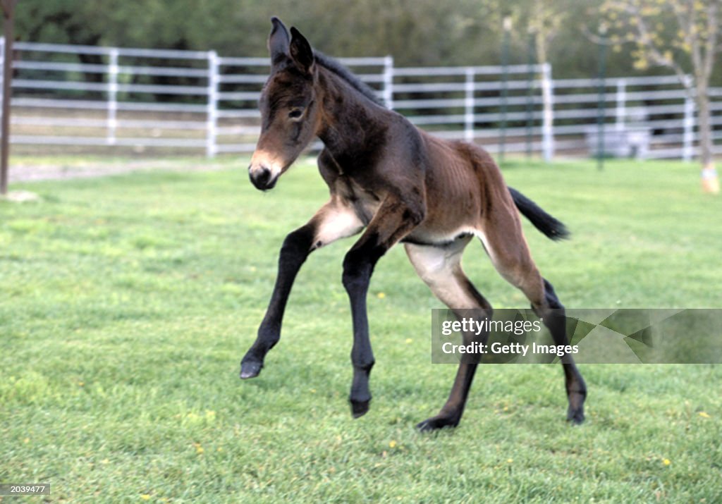 Idaho Gem, a cloned baby mule, runs in a field. According to an... News