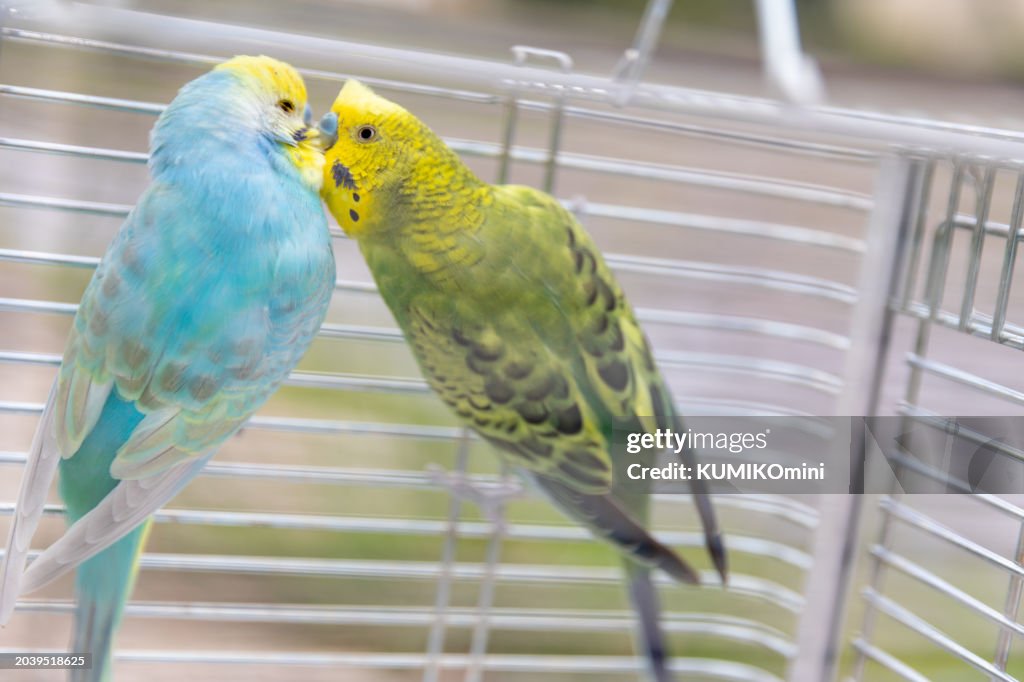Walking 2 Budgerigars for sunbathing