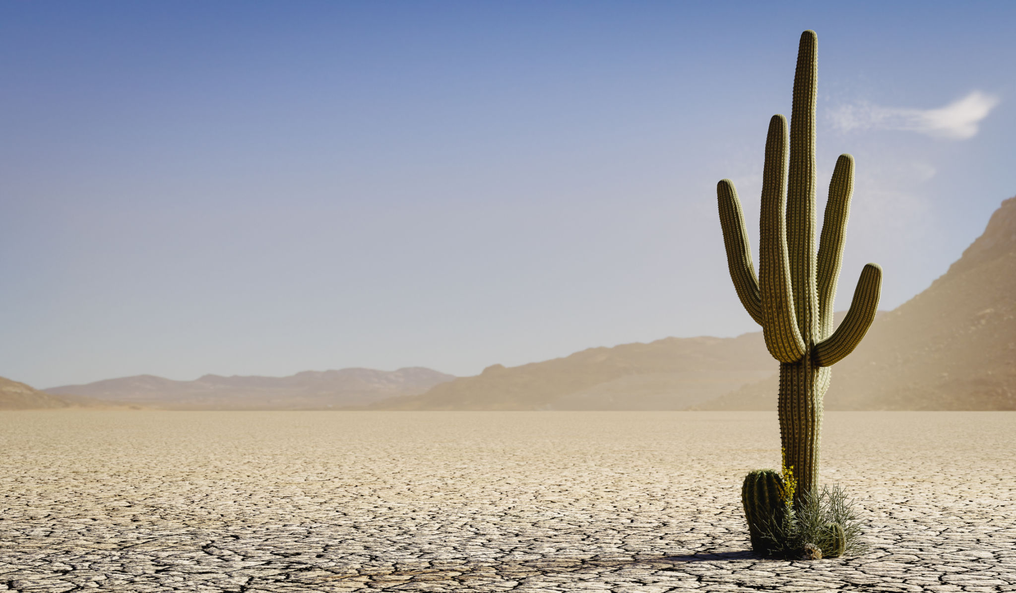 cactus desert