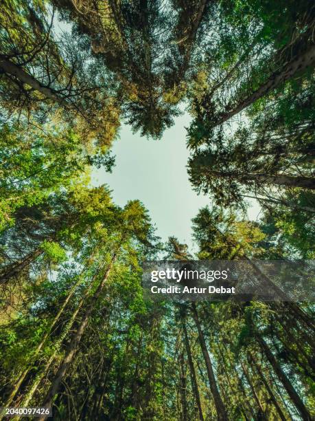giant tree plantation from below with sustainable forestry industry. - objetivos de desenvolvimento sustentável imagens e fotografias de stock