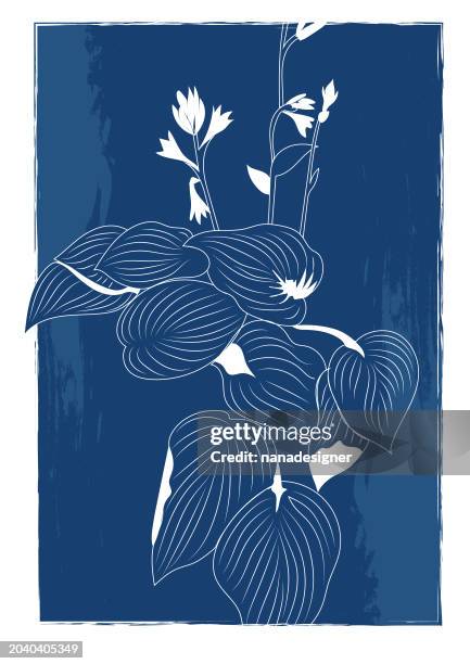 hosta flowers - hosta flower stock illustrations