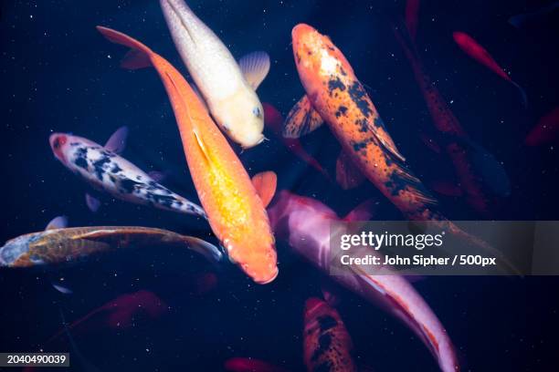 close-up of koi carps swimming in aquarium,denver,colorado,united states,usa - denver summer stock pictures, royalty-free photos & images