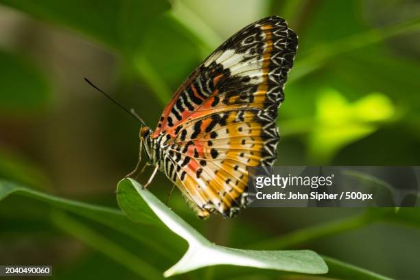 close-up of butterfly on leaf,broomfield,colorado,united states,usa - broomfield colorado stock pictures, royalty-free photos & images