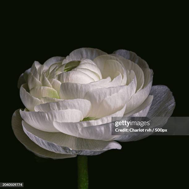 close-up of white rose against black background - schaduw fotografías e imágenes de stock
