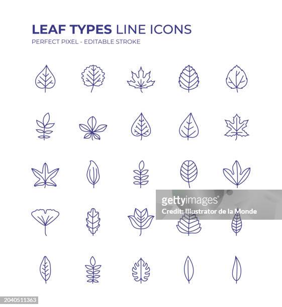 leaf types editable line icon set contains such icons as maple leaf, oak leaf, ginkgo leaf, mulberry leaf, bay leaf, sassafras leaf, palm leaf and so on - bay leaf stock illustrations