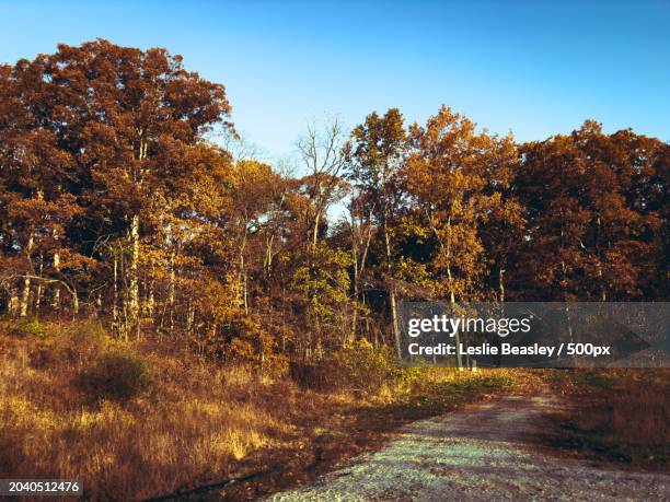 trees growing on field against clear sky during autumn,illinois,united states,usa - leslie stock pictures, royalty-free photos & images