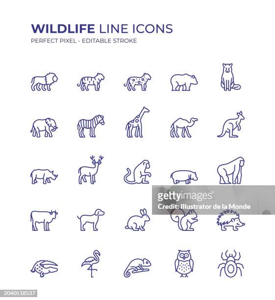 bildbanksillustrationer, clip art samt tecknat material och ikoner med wildlife editable line icon set contains such icons as lion, tiger, cheetah, giraffe, wolf, zebra, kangaroo, camel, elephant, deer, gorilla, crocodile, bear and so on - gepard