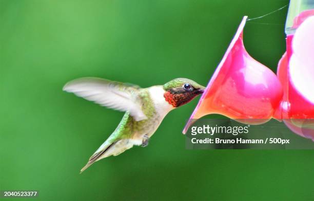 close-up of hummingbird flying by hummingbird,marlboro,new jersey,united states,usa - ruby throated hummingbird stock pictures, royalty-free photos & images