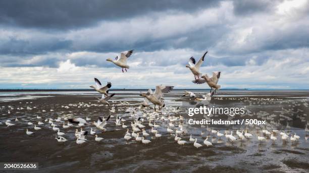 high angle view of birds flying over sea against sky,richmond,british columbia,canada - richmond british columbia stock pictures, royalty-free photos & images