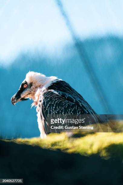 bearded vulture - africa japan stock pictures, royalty-free photos & images