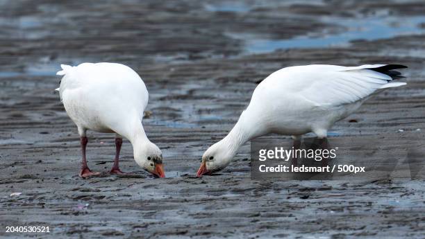 two seagulls on the beach,richmond,british columbia,canada - richmond british columbia stock pictures, royalty-free photos & images