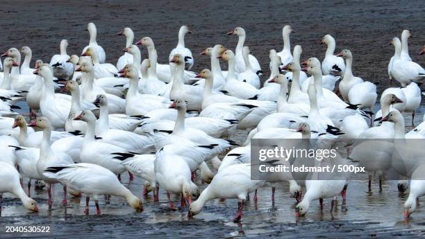 high angle view of swans swimming in lake,richmond,british columbia,canada - richmond british columbia stock pictures, royalty-free photos & images