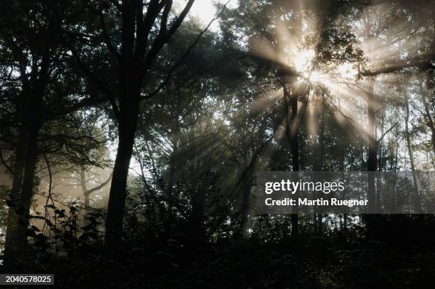 sun behind trees with fog and sunbeams. bavaria, germany, europe. - wonderlust stock-fotos und bilder