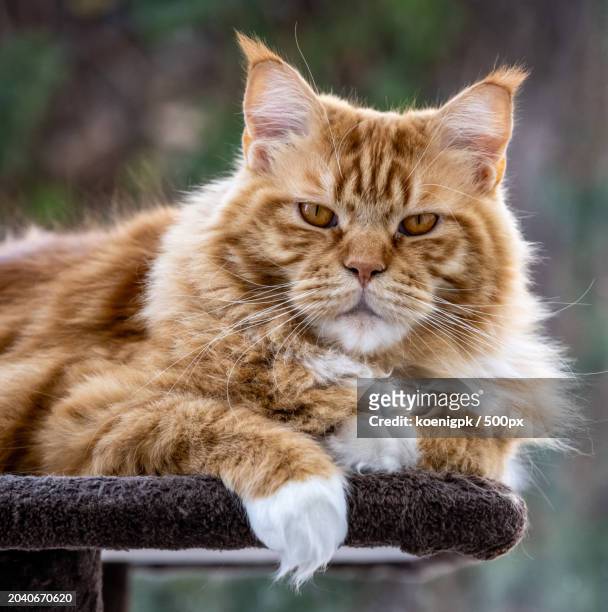 close-up portrait of cat sitting outdoors - siberian cat stock pictures, royalty-free photos & images