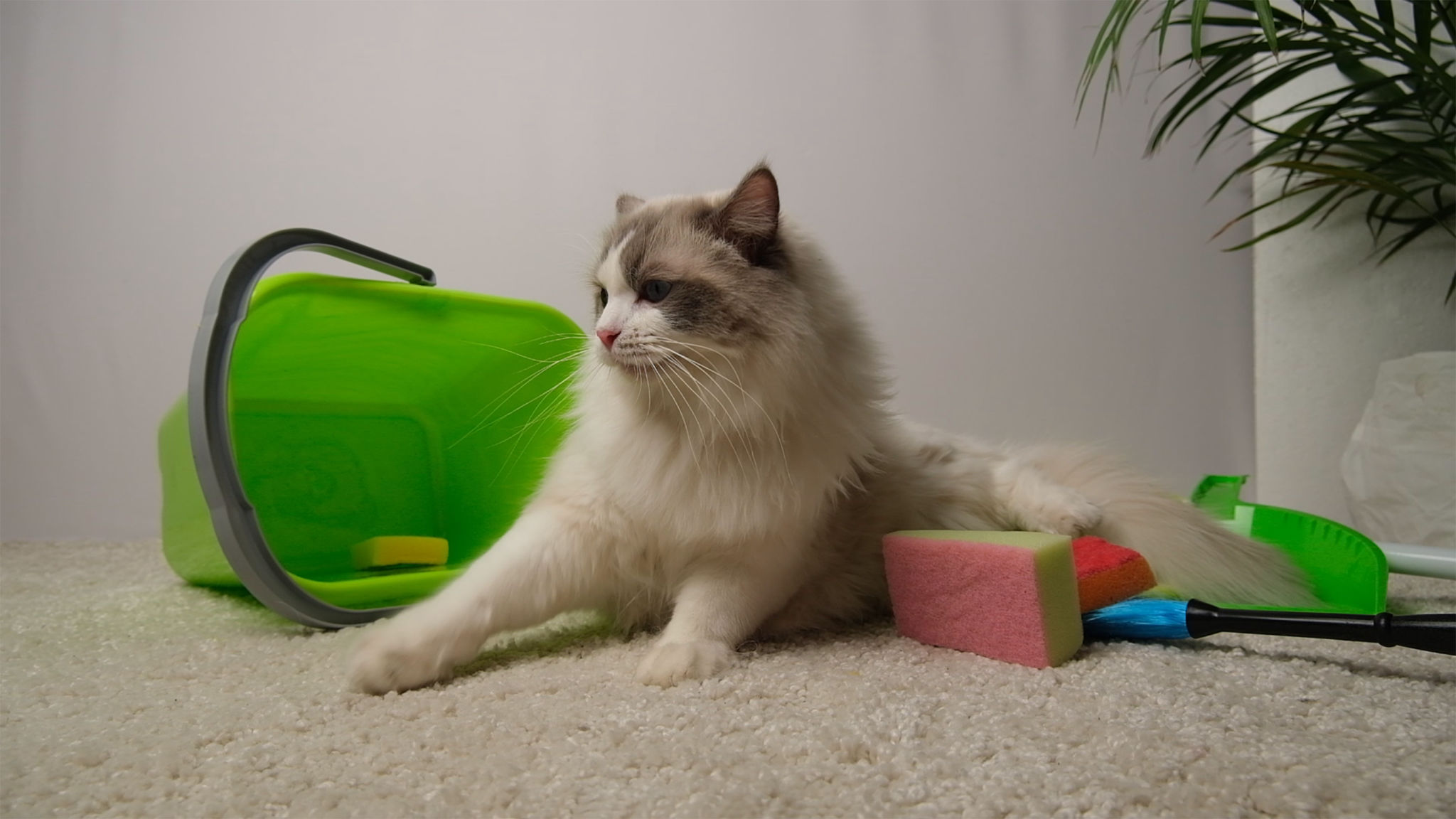 pet cleaning products