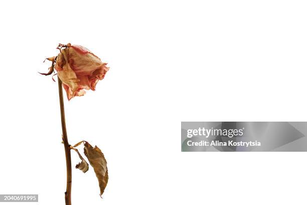 one withered rose red rose on white background - verwelkt stock-fotos und bilder