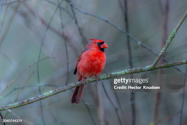 Maile Cardinal Male Cardinal Bird Photos and Premium High Res Pictures - Getty Images
