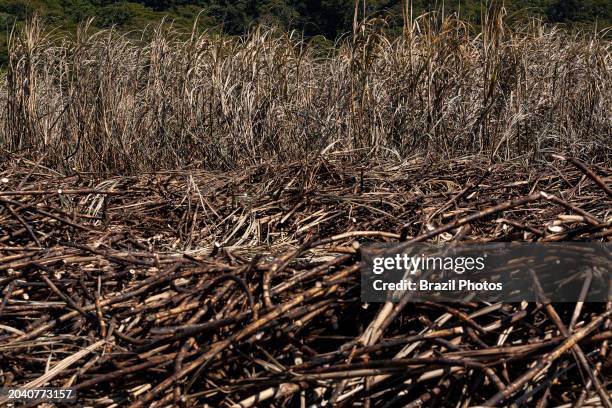 Sugarcane plantation - cut cane in foreground.