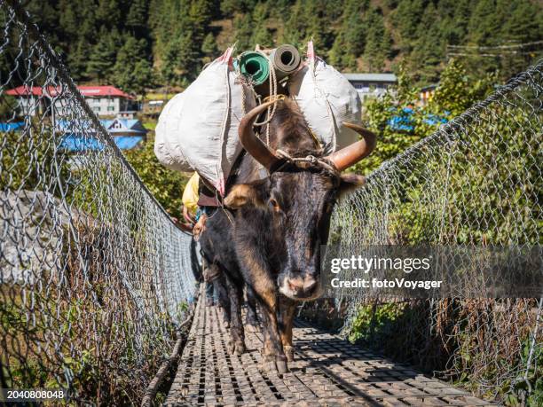 nepal yak carrying load across rope bridge everest base camp trail himalayas - namche bazaar stock pictures, royalty-free photos & images