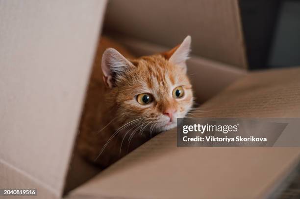 funny cat in cardboard box at home - rode kat stockfoto's en -beelden