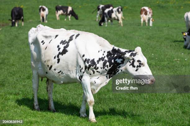 grazing cows - gado holstein friesian imagens e fotografias de stock