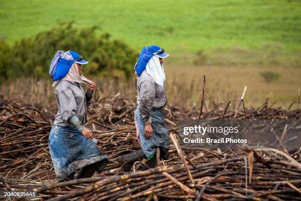 Women working as sugarcane cutters, known in Brazil by the expression boia-fria, unregistered rural worker hired temporarily who eats homemade meals...