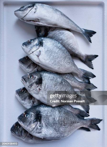 view from above row of caught gilthead bream fish on tray - vismarkt stockfoto's en -beelden