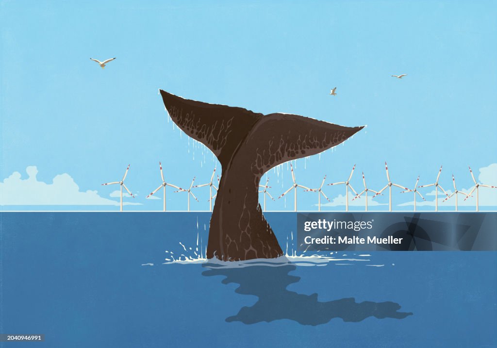 Whale fluke splashing above ocean surface with wind turbines in background