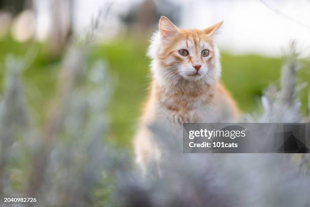 stray cats - 101cats stock pictures, royalty-free photos & images
