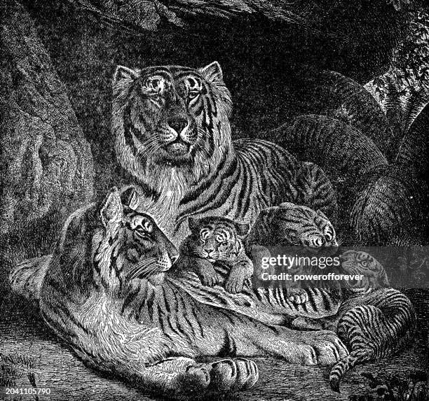 family of bengal tigers (panthera tigris tigris) - 19th century - cute tiger cub stock illustrations