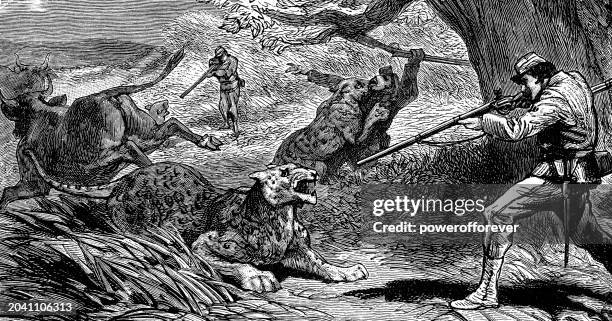 stockillustraties, clipart, cartoons en iconen met african leopards (panthera pardus pardus) attacking a group of hunters - 19th century - grote-vijf-wilde-dieren