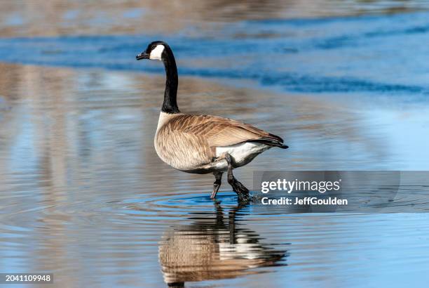 canada goose wading - canada goose stock pictures, royalty-free photos & images