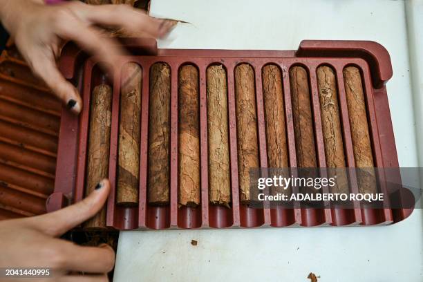 Worker rolls cigars at cigar manufacturer El Laguito on February 29 during the XXIV International Habano Festival in Havana. International sales of...