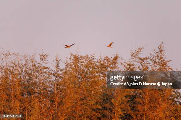 a beautiful northern harrier (circus cyaneus, family comprising hawks) returning to its nest in the evening.

at watarase retarding basin, tochigi, japan,
ramsar convention registered site.
photo by february 12, 2024. - 飛ぶ stock-fotos und bilder