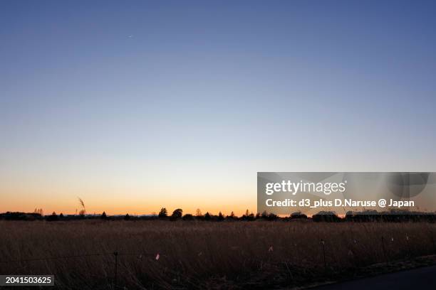 beautiful and vast reed fields in the evening.at watarase retarding basin, tochigi, japan,ramsar convention registered site.photo by february 12, 2024. - riverbank stock pictures, royalty-free photos & images