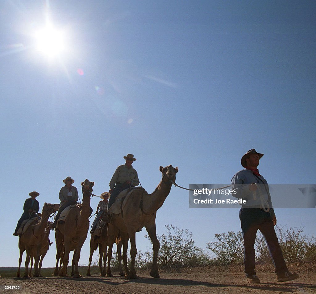 Camel Tours Of Big Bend Ranch State Park