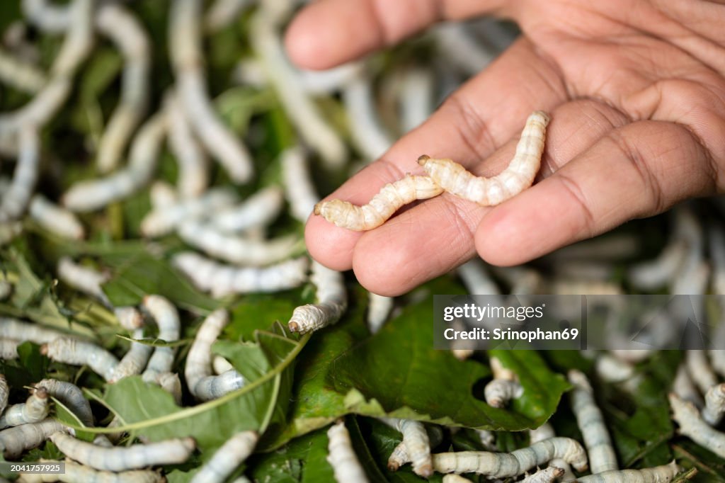From Leaf to Loom: Exploring the Delicate Dance of Silkworms Creating Silk on Foliage in Macro Detail