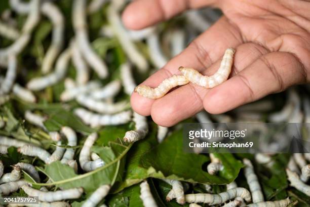 from leaf to loom: exploring the delicate dance of silkworms creating silk on foliage in macro detail - silkworm cocoon stock pictures, royalty-free photos & images
