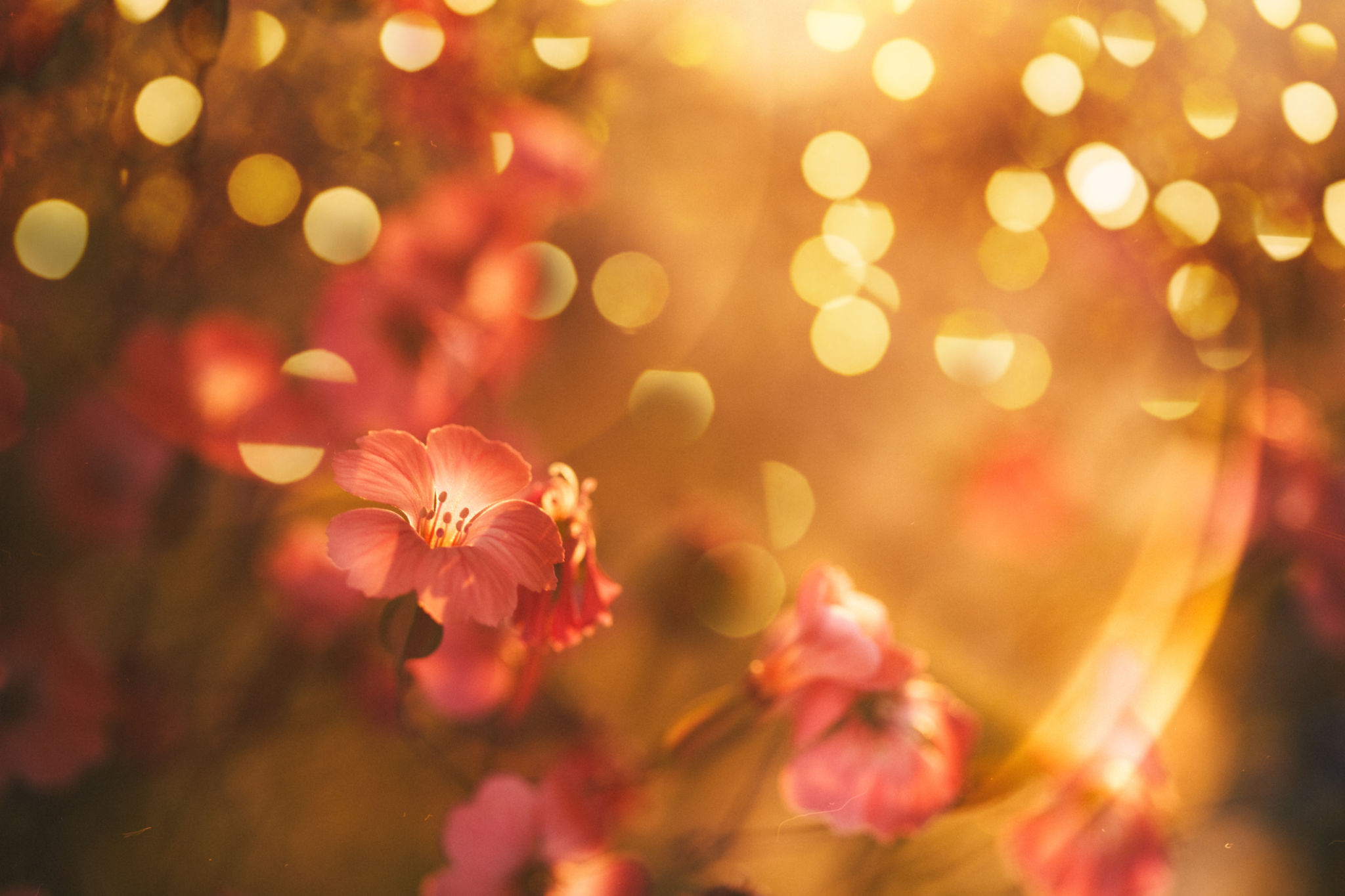 Flower blossom with defocused lights Flower blossom with defocused lights
